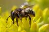 Anthidium septemspinosum
